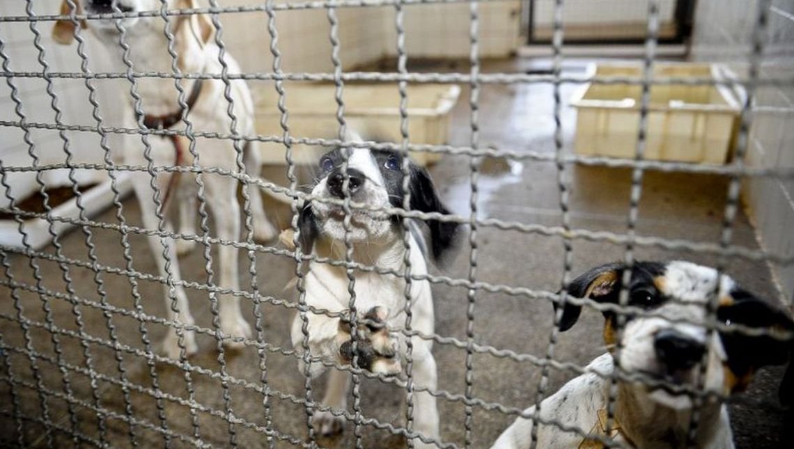 Bolsonaro sanciona lei que proíbe eutanásia de cães e gatos de rua