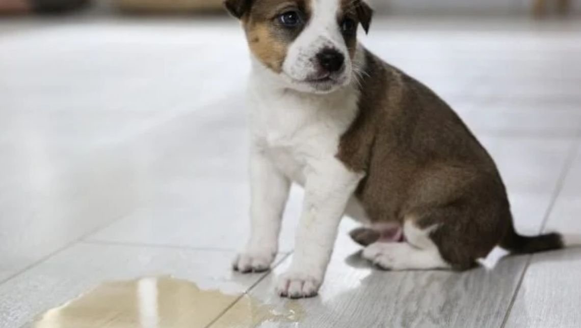 Gato ou cachorro faz xixi e cocô no lugar errado Saiba como educar