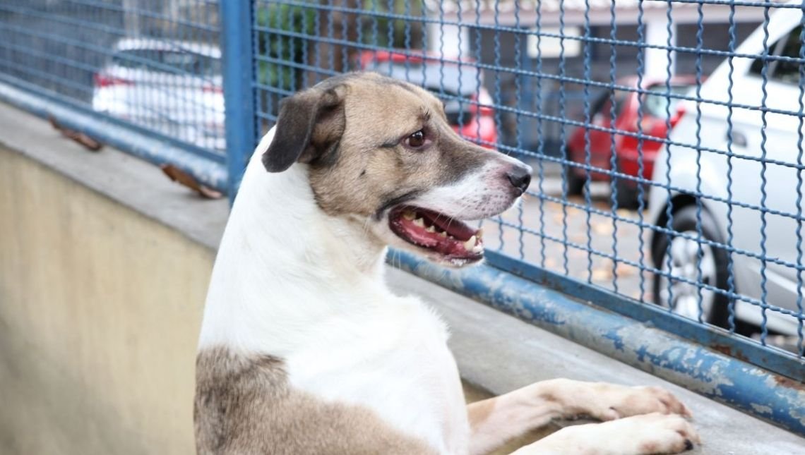 Geral Cães e gatos podem ter vírus da covid-19, mas não transmitem a doença