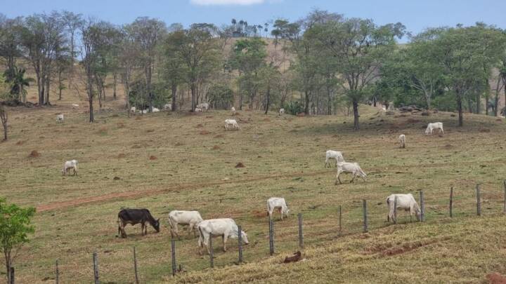 Polícia prende grupo que furtou gado para causar desvalorização de terra