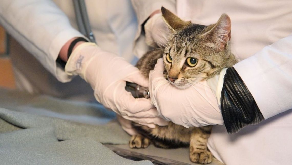 Secretaria do Meio Ambiente realiza cadastros para castração de cães e gatos