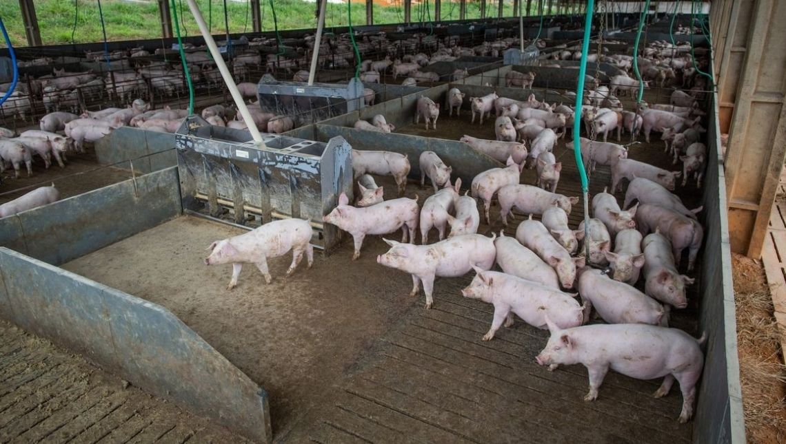 Aumento no abate de suíno e aves vai contra a queda do abate de bovinos