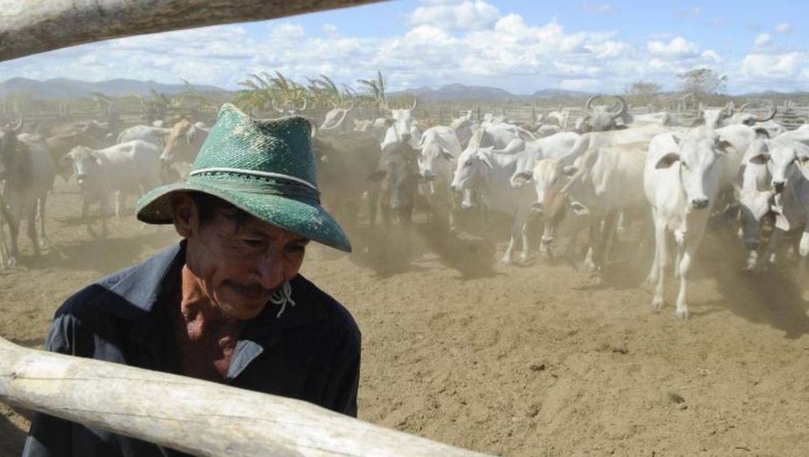 Brasil inicia 2ª etapa da campanha de vacinação contra febre aftosa