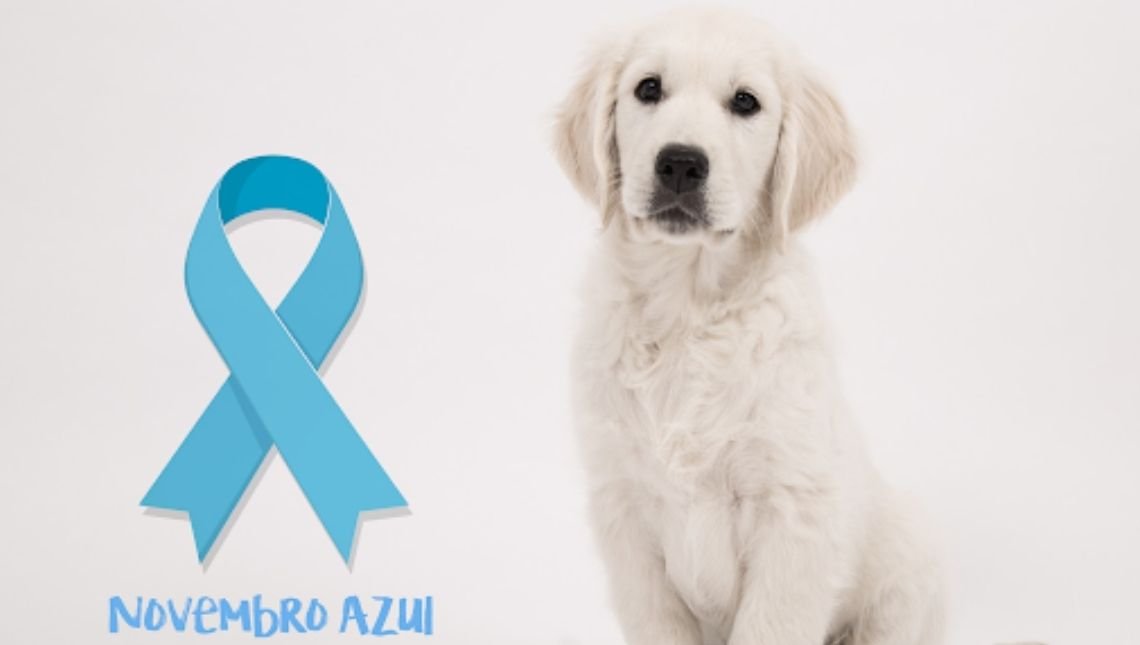 Novembro Azul pet atenção à saúde do sistema reprodutor de cães e gatos