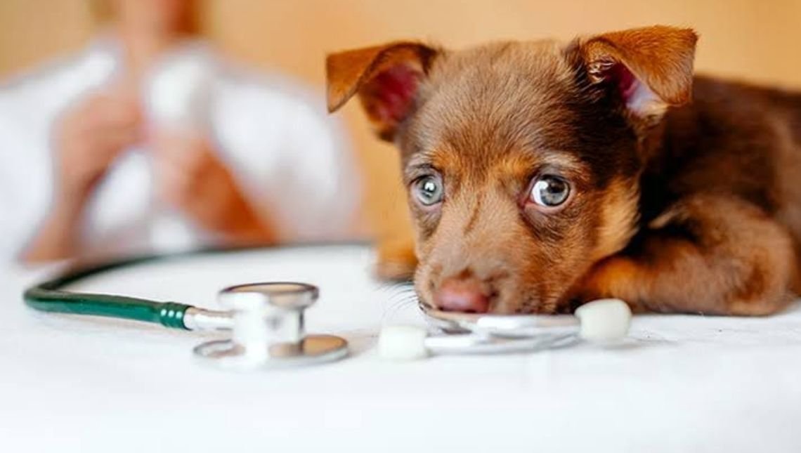 Cinomose conheça a grave doença que atinge cães