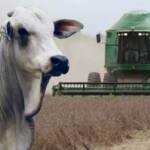 “Pecuária pode ser tão ou mais lucrativa que a Agricultura”