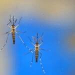 Secretaria de Saúde emite alerta sanitário após registrar recorde de casos de chikungunya em Goiás