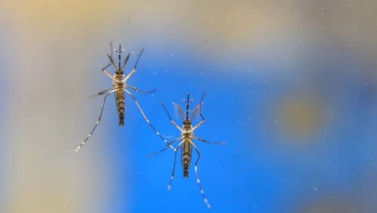 Secretaria de Saúde emite alerta sanitário após registrar recorde de casos de chikungunya em Goiás