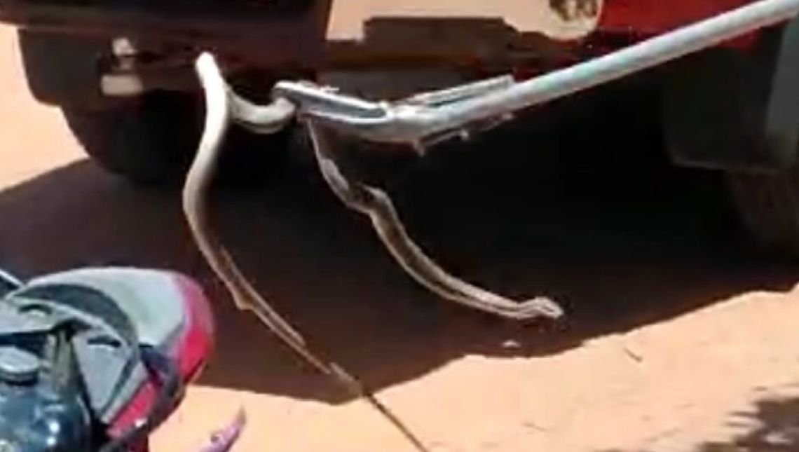 Cobra encontrada dentro de motocicleta é resgatada por bombeiros, em Goianira