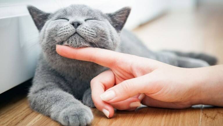 Confira 6 dicas infalíveis para deixar o seu gatinho ainda mais feliz