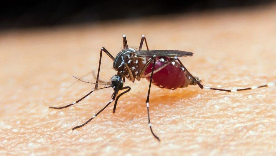 Taxa de mortalidade de doenças negligenciadas aumenta durante pandemia