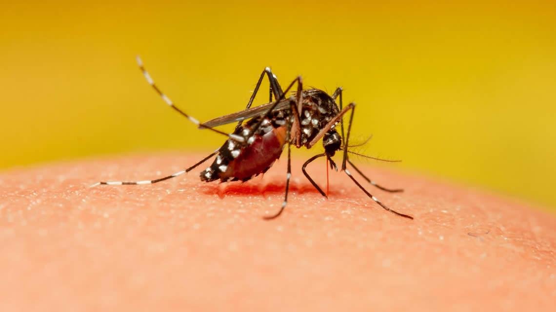 dengue