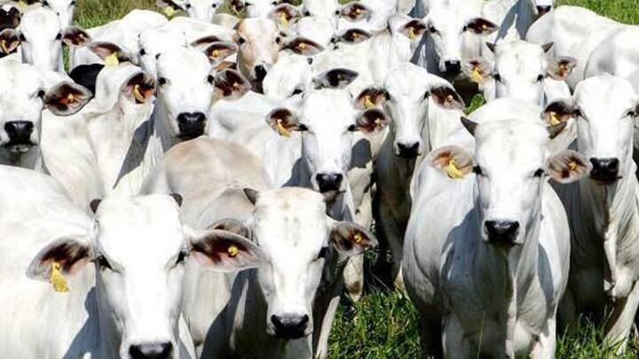 Pecuaristas goianos querem doar gado para reeleição de Bolsonaro