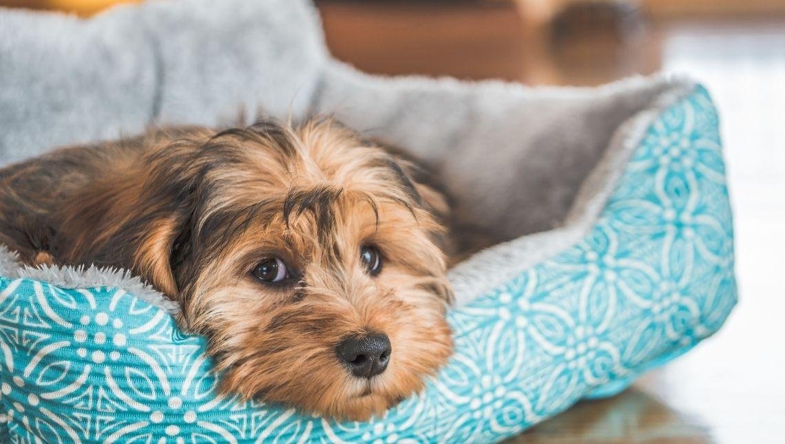 A família aumentou! 4 dicas essenciais para quem vai ter ou já tem filhote pet novo em casa