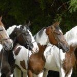 Cavalo Mangalarga e a História do Brasil