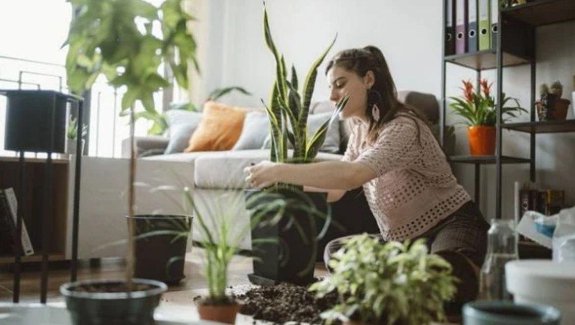 Plantas terapêuticas: 4 opções com poderes medicinais para ter em casa