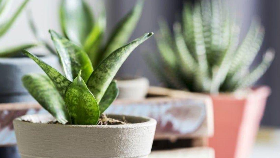 Seis plantas que atraem sorte para dar de presente