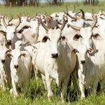 Veja 9 estratégias para melhorar a fertilidade do seu gado