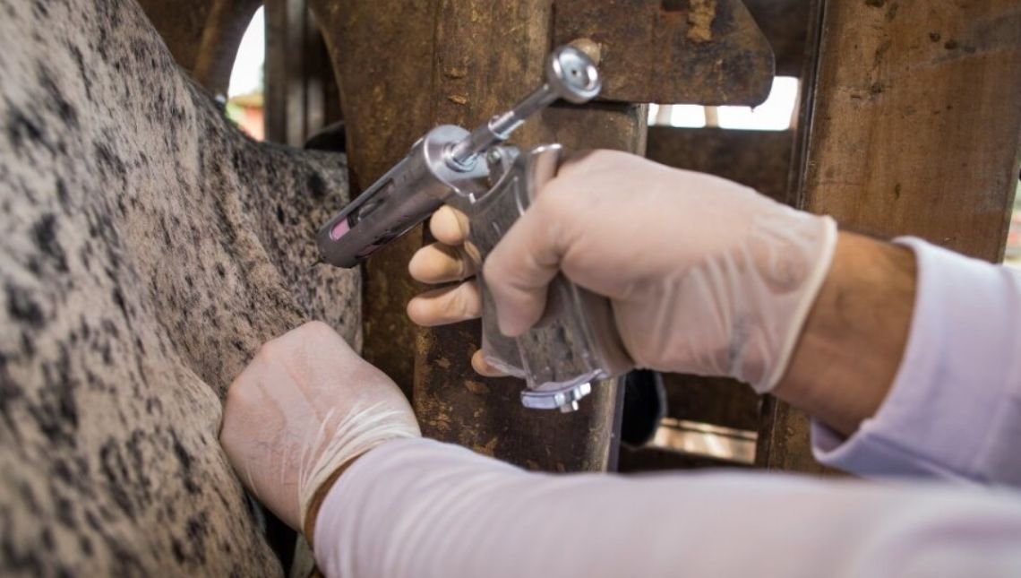 Campanha de vacinação contra febre aftosa
