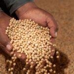 Goiás terá novo recorde na produção de grãos