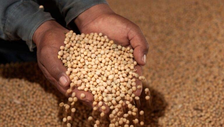 Goiás terá novo recorde na produção de grãos