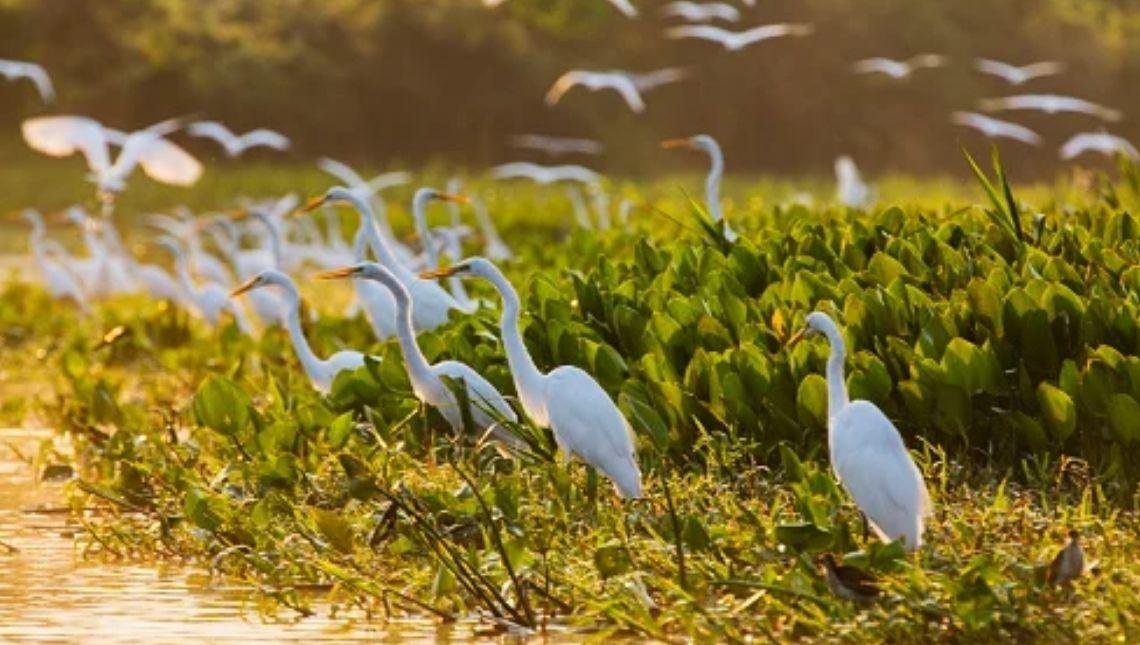 Pantanal: veja atrativos imperdíveis no destino que inspirou a novela
