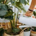 Plantas para varanda 5 espécies que se dão bem em locais com vento