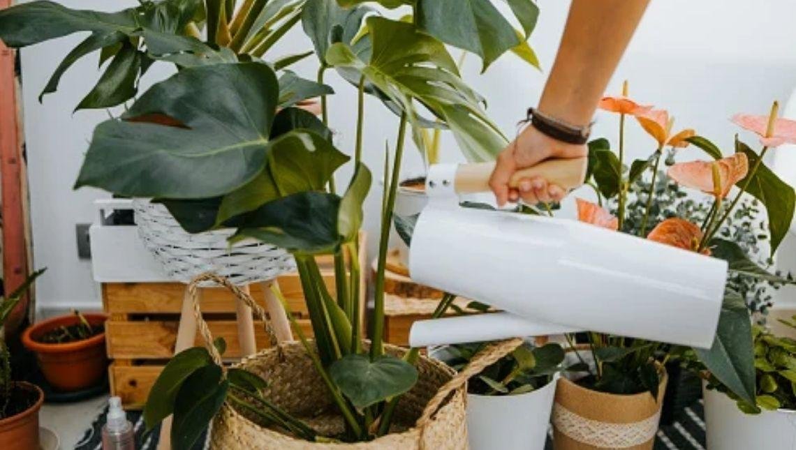 Plantas para varanda: 5 espécies que se dão bem em locais com vento