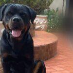 Cadela rottweiler desaparecida procura-se Dora