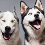 Como sabemos as emoções que os animais estão sentindo
