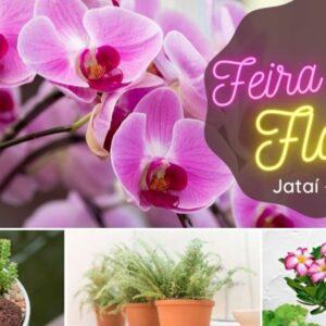 Feira de Flores » Portal PaNoRaMa