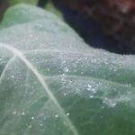 Agro passa pela primeira onda de frio do ano sem prejuízos generalizados