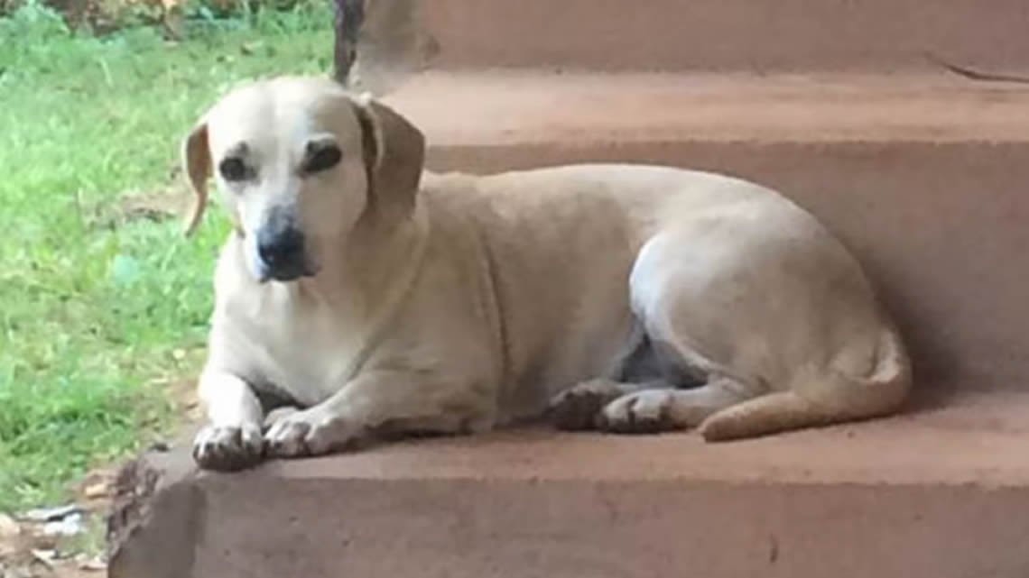 Cadela é atacada até a morte jatai