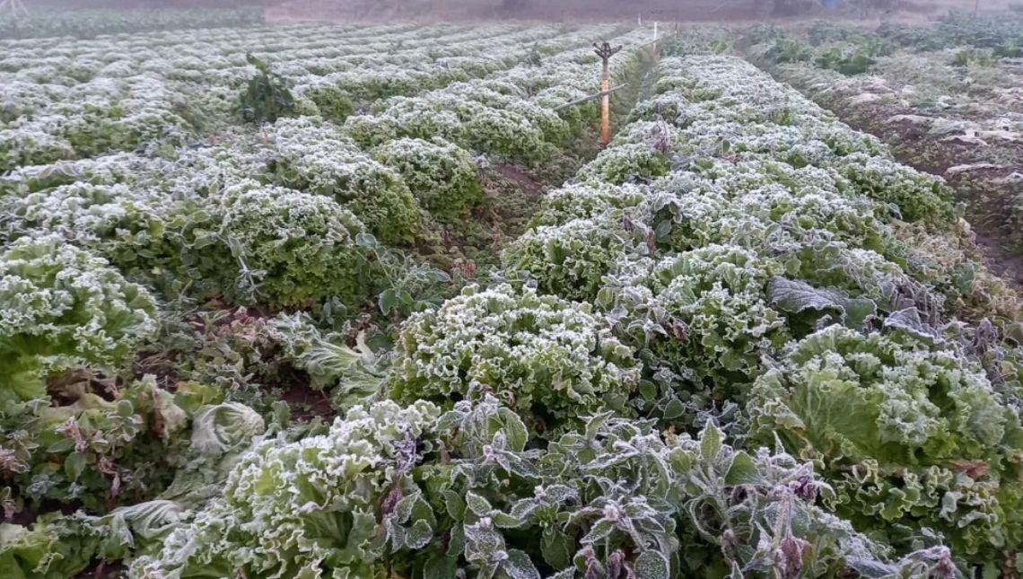 Como a geada pode afetar a produção agrícola e quais alimentos podem ficar mais caros