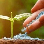Empresa de fertilizantes do Marrocos vai ampliar atuação no Brasil