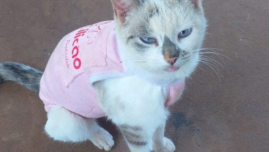Mais de 90 cães e gatos foram castrados gratuitamente em Jataí