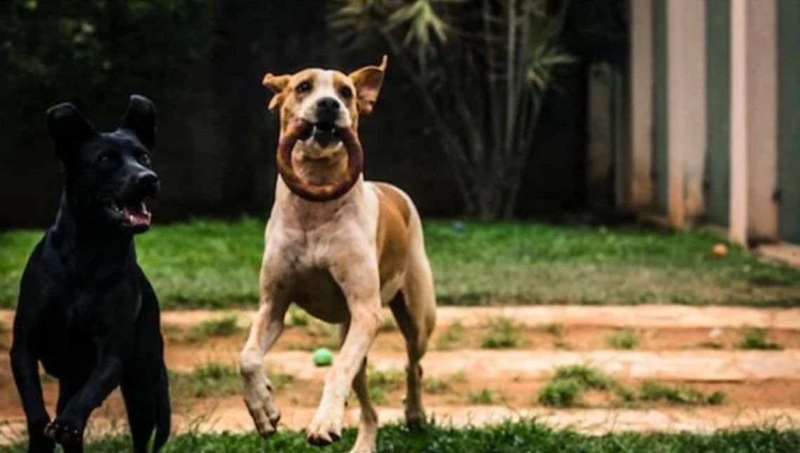 Pedido de vista no STJ adia votação sobre pensão alimentícia para pets