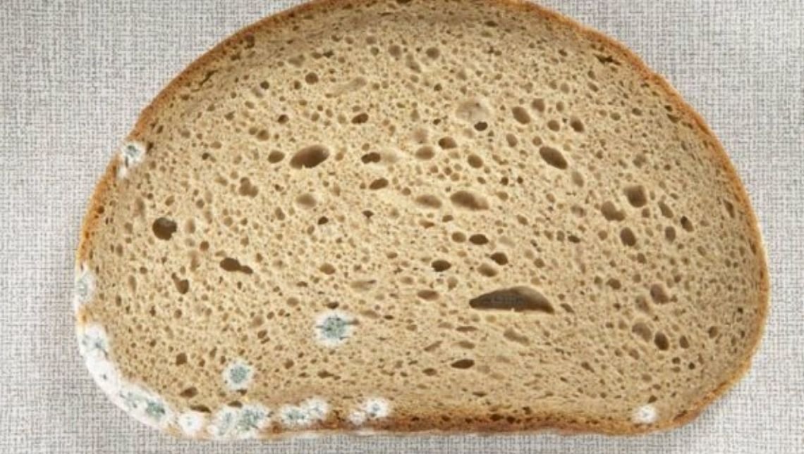 Pode comer pão se tirar a parte mofada Biomédico explica o que fazer