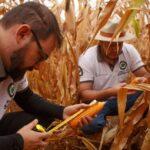 Técnicos do Rally da Safra avaliam lavouras de milho segunda safra no Sudeste do Mato Grosso e Sudoeste de Goiás