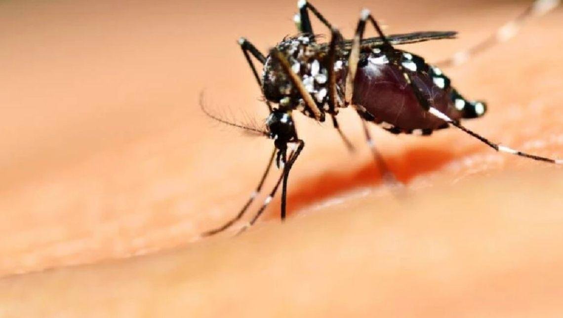 dengue mosquito