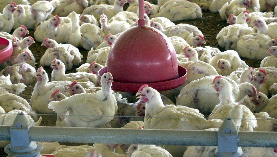 Abate de frangos cai e o de bovinos e suínos cresce no 1º trimestre