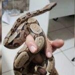 Briga de namorados acaba com foragido capturado e cobra apreendida, em Mineiros (GO)