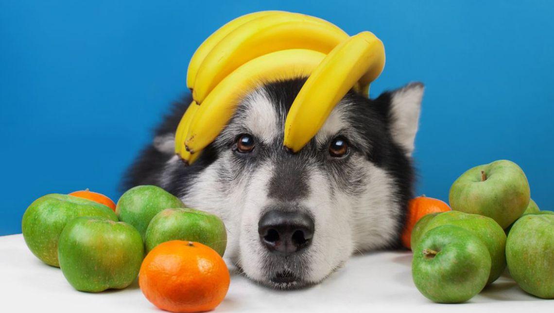 Cuidado! Conheça as frutas proibidas e permitidas para cachorros