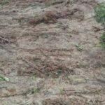 Desmatamento atinge 50 hectares do Parque das Emas, em Goiás