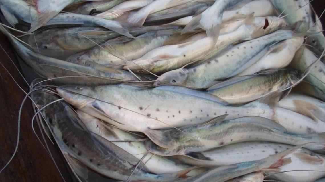 Pesca e comercialização da piracatinga no país ficam proibidas por mais um ano