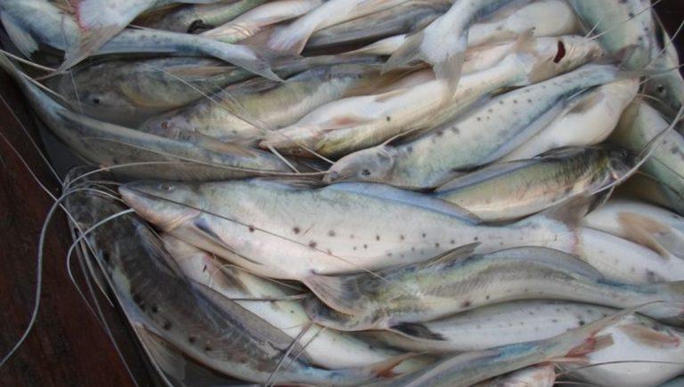 Pesca e comercialização da piracatinga no país ficam proibidas por mais um ano