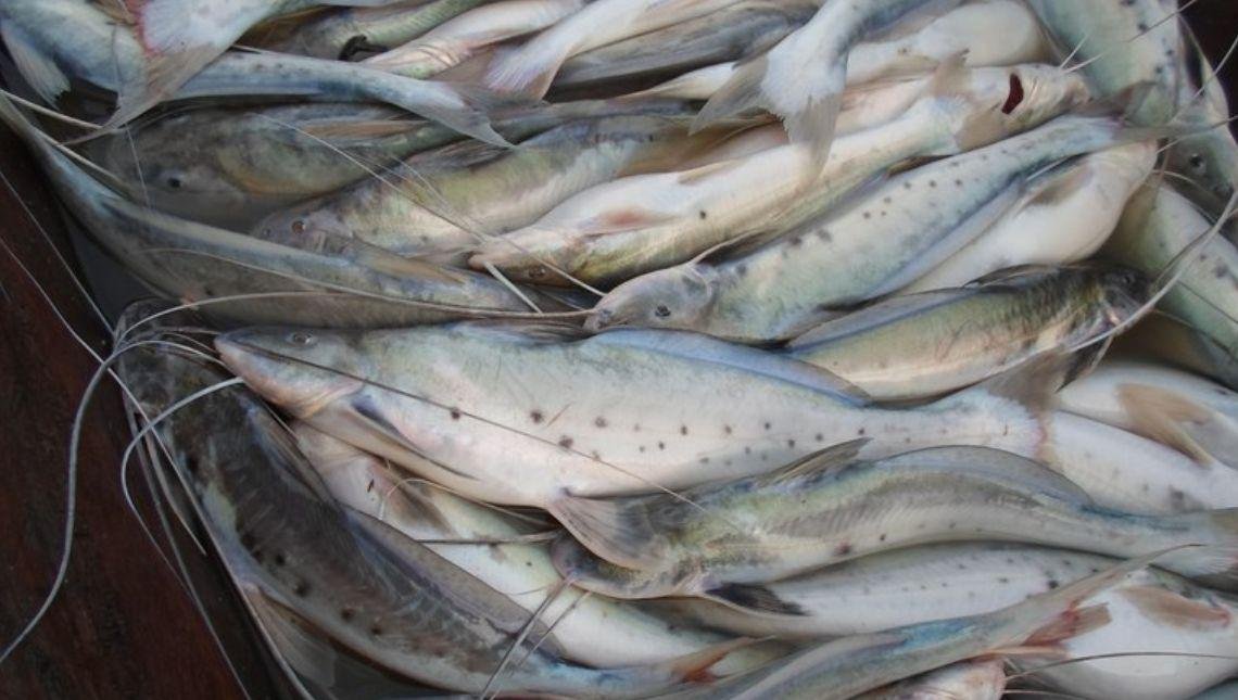 Pesca e comercialização da piracatinga no país ficam proibidas por mais um ano