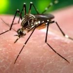 Alguns vírus fazem humanos terem cheiro mais gostoso para os mosquitos