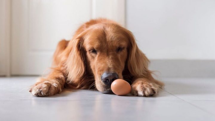 Cachorro pode comer ovo? Conheça alimentos humanos permitidos aos pets