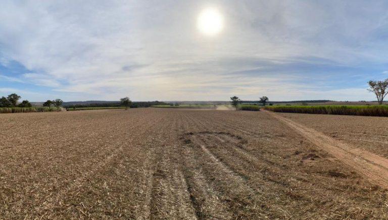 Cotação soja milho sorgo plantação colheita